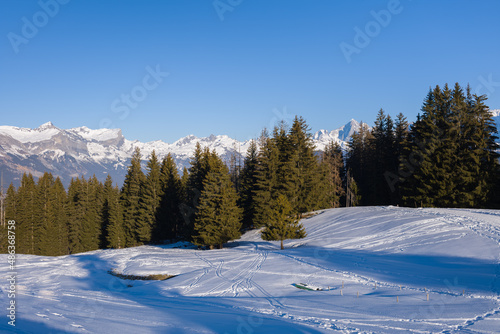 The forest edge in the Mont Blanc massif in Europe, France, Rhone Alpes, Savoie, Alps, in winter on a sunny day.