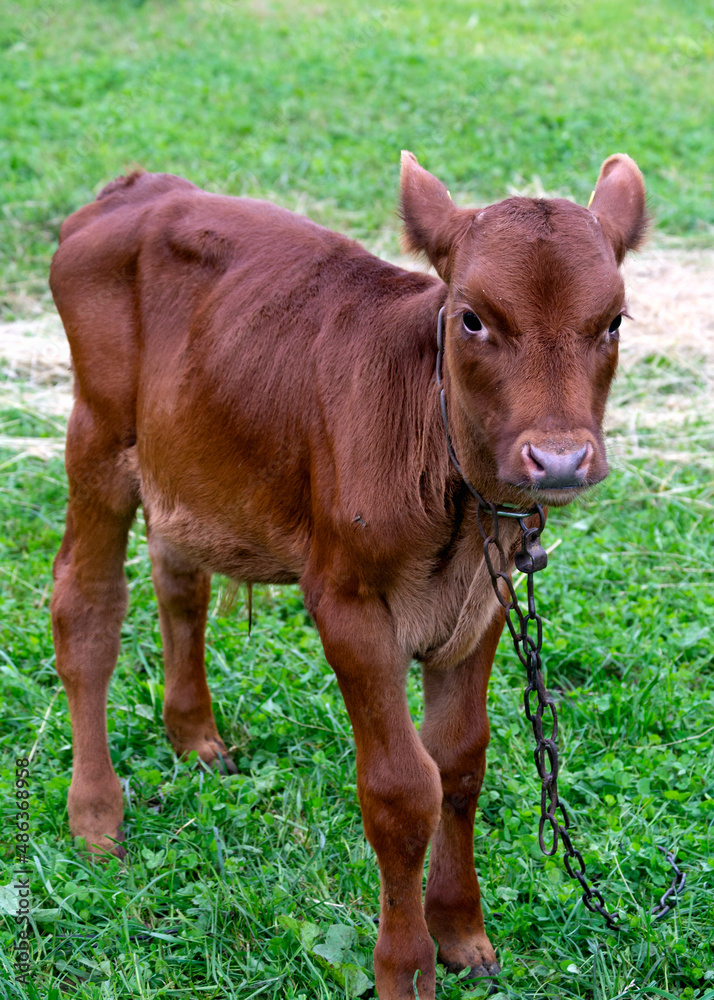 A beautiful brown young calf walks on the grass in the village. A beautiful brown young calf walks on the grass in the village.