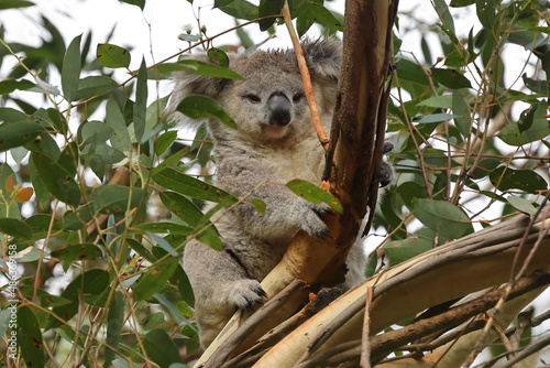 Wild Koala joey resting in Grey Gum Tree