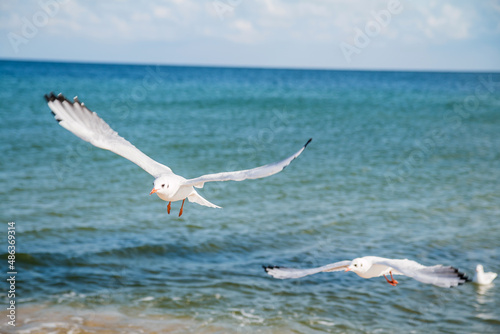 Seagulls on the beach  Baltic Sea  Poland 