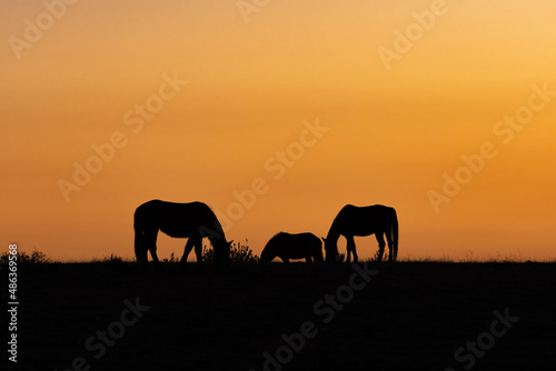 Paisaje horizonte con caballos al atardecer © VicPhoto