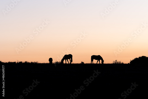 Paisaje horizonte con caballos al atardecer. © VicPhoto