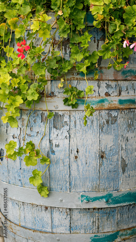 Vintage old painted barrel with growing ivy flowers  © dddoria