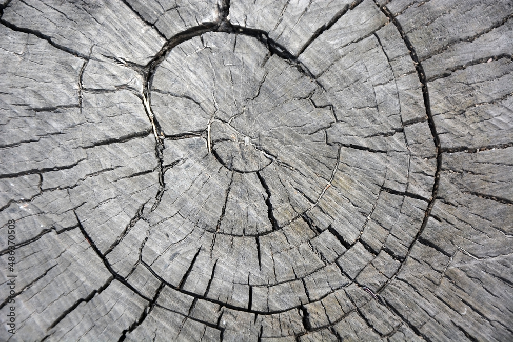 Fototapeta premium Woodcut from a old oak tree