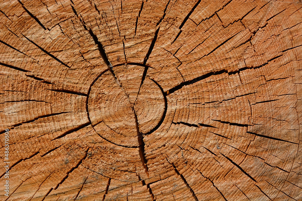 Fototapeta premium Woodcut from a old oak tree