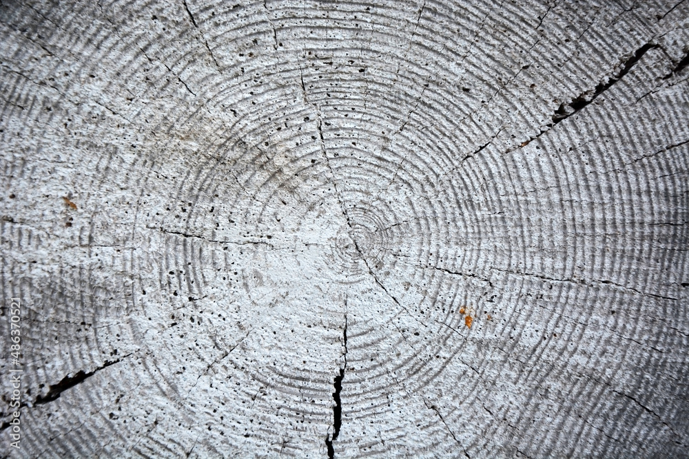 Fototapeta premium Woodcut from a old oak tree