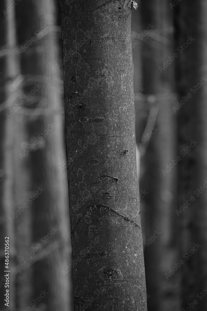 Part or section of a forest during winter season but without snow Part or section of a forest during winter season but without snow