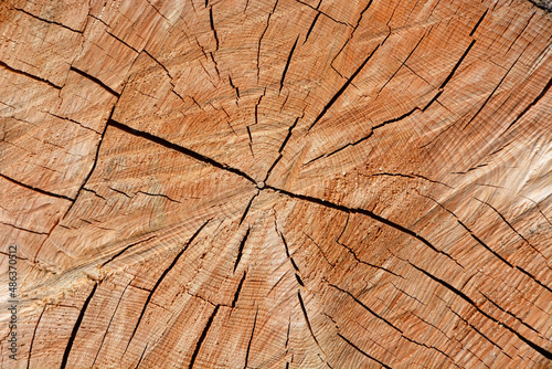 Woodcut from a old oak tree