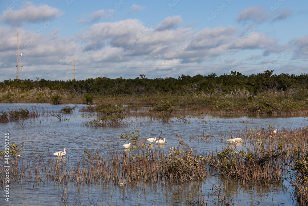 Flock of American white Ibis wading in lake