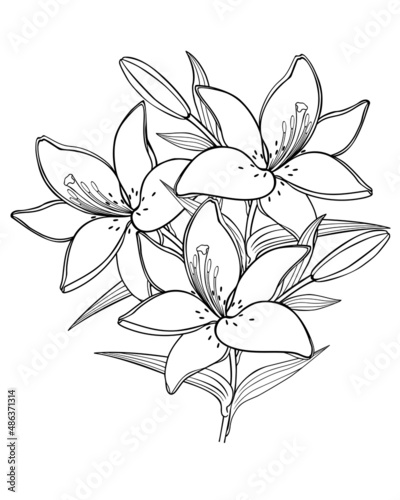Bouquet of three lilies - vector linear picture for coloring. Outline. Branch of lilies - three flowers, buds and leaves on one stem.