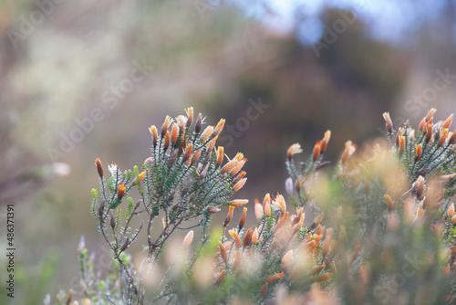 flower of the Andes Chuquiraga  photo