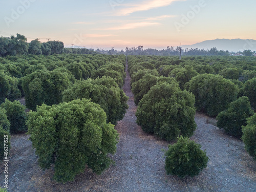 Drone view over orange grove