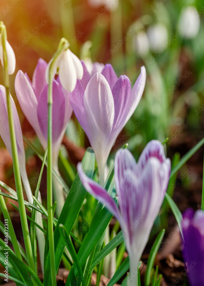 Beautiful crocuses on green grass on the sunny spring day. High quality photo