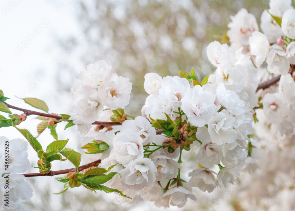 pink flowers blossom and green leaves on the branch on sunny spring day against blue sky pink flowers blossom and green leaves on the branch on sunny spring day against blue sky