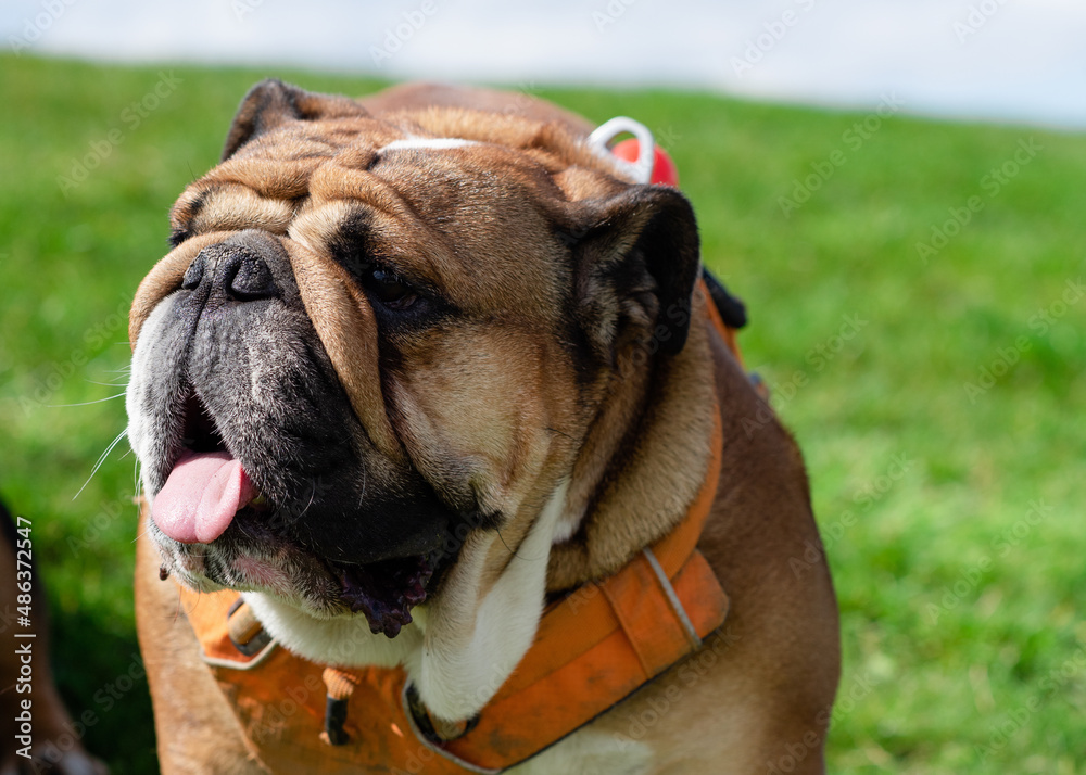 Red English British Bulldog in orange harness out for a walk standing on green grass in spring sunny day Red English British Bulldog in orange harness out for a walk standing on green grass in spring sunny day