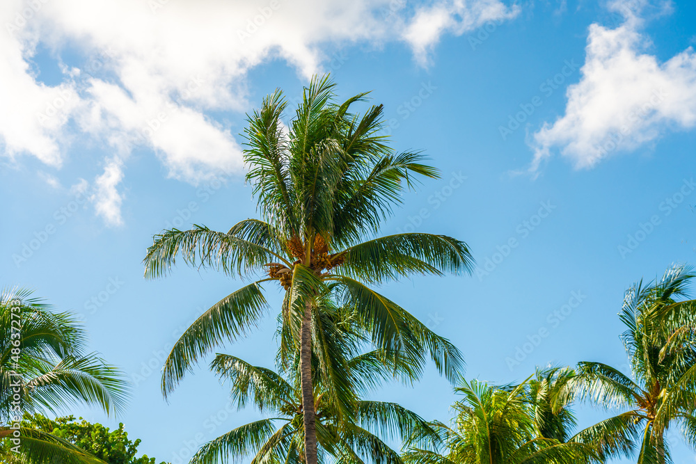 Sun sky and palm tree before the hurricane