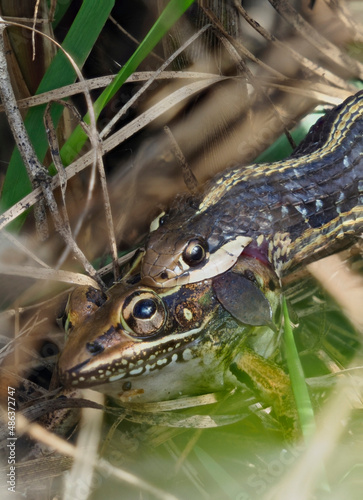 Biteing Off More than You can Swallow, a Focus Stacked Image of a Garter Snake Attempting to Swallow a Leopard Frog in the Underbrush photo