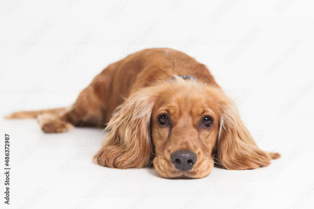 Cockerspaniel