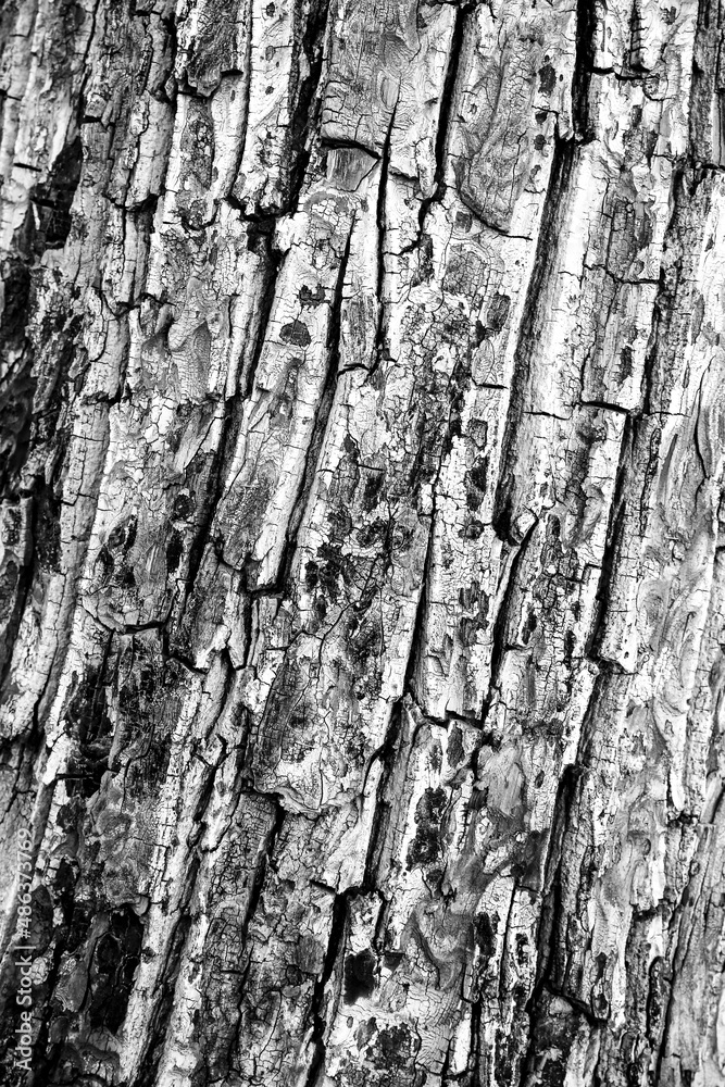 Obraz premium Walnut bark texture background in winter