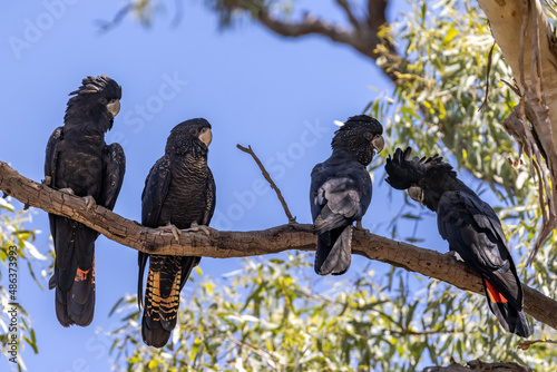 Australian Red-tailed Black Cockatoo's perched in Tree photo