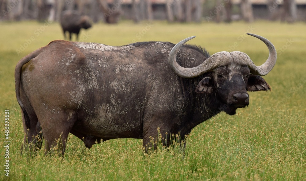 African Buffallo in savanna