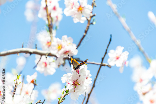 Butterfly on flowers. Atalanta butterfly (Vanessa atalanta) on the white flowers of almond trees in El Retiro Park in Madrid, in Spain. Blue sky. Europe. Horizontal photography. Spring Time 2023.