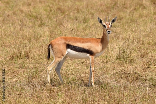 Thomson's gazelle in savanna