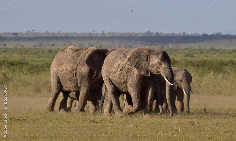 Fototapeta premium elephants in the savannah