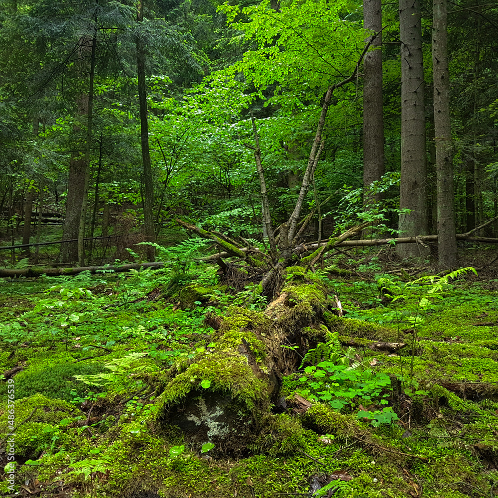 Old tree lying in a forest. Old tree lying in a forest.