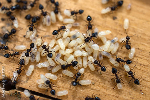 group of ants with their larvae photo
