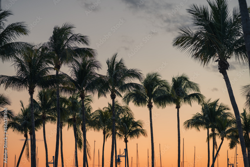 sunset on the beach palms tropical caribe vacation relax travel island ocean paradise 