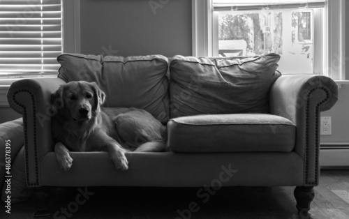 black and white photo of a dog sitting on sofa