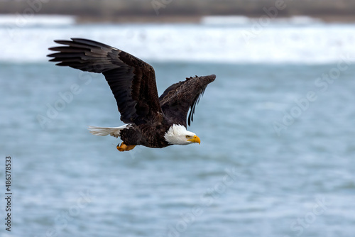 The Bald eagle in flight