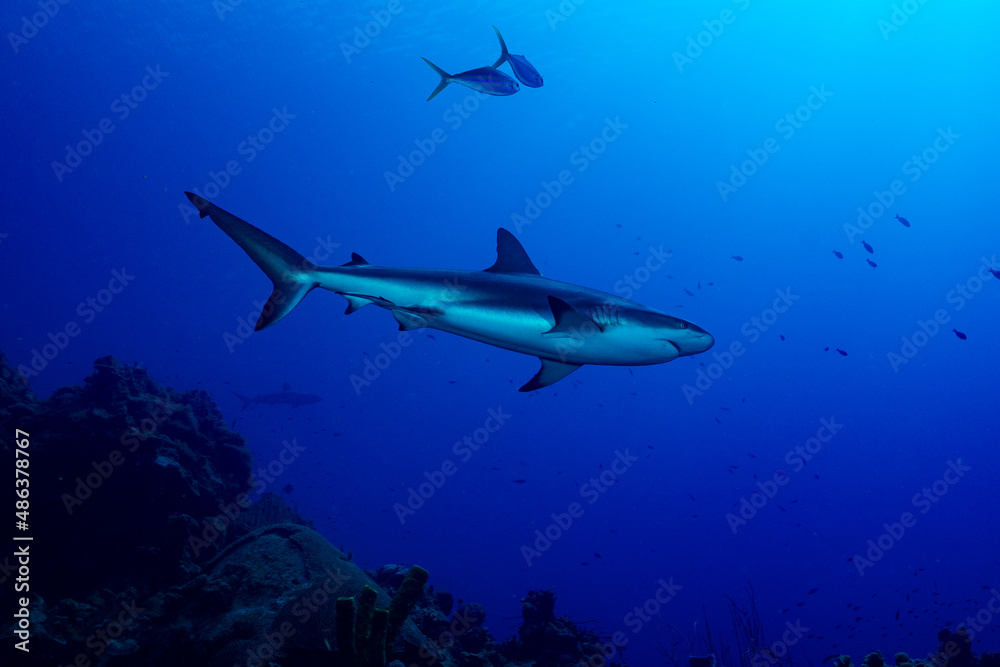 A large reef shark cruises over the top of Bloody Bay Wall in Little Cayman A large reef shark cruises over the top of Bloody Bay Wall in Little Cayman