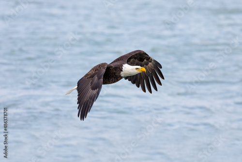 The Bald eagle  Haliaeetus leucocephalus  in flight