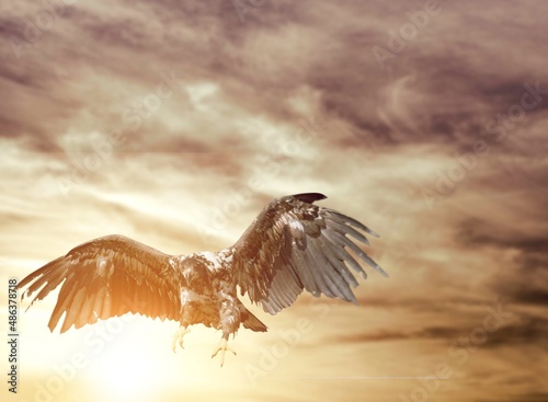 One flying falcon in the nature background in the sunset time