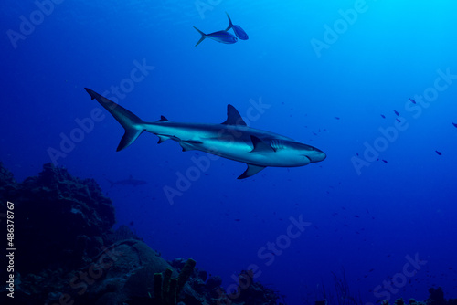 A large reef shark cruises over the top of Bloody Bay Wall in Little Cayman