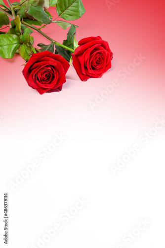 Roses rouges pos  es sur un fond d  grad   blanc et rouge