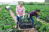 Latin farmer couple working on vegetable plantation on spring day, harvesting ripe green zucchini