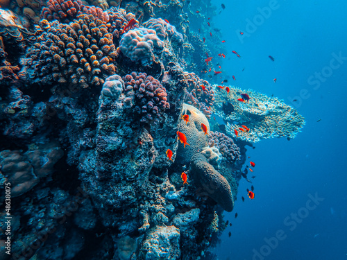 Fotografie, Obraz The marine life around the coral reef with tropical exotic fishes