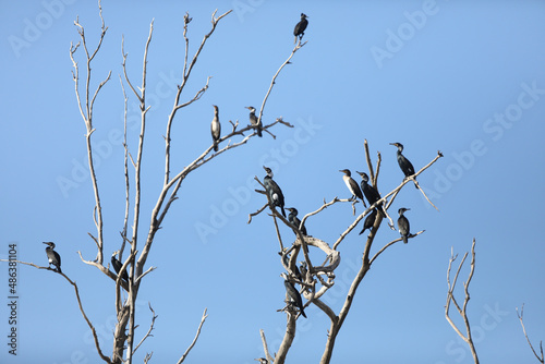 Three black shags (cormorants) silhouettes fly away in the sky High quality photo photo