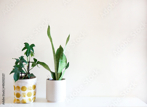 Indoor decorative plants | syngonium fern mother in law tongue begonia philodendron