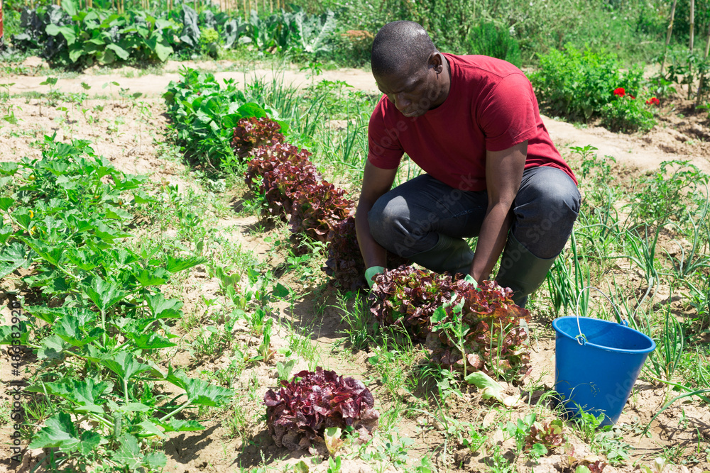 Fototapeta premium African american woman gardener during harvesting of lettuce in garden