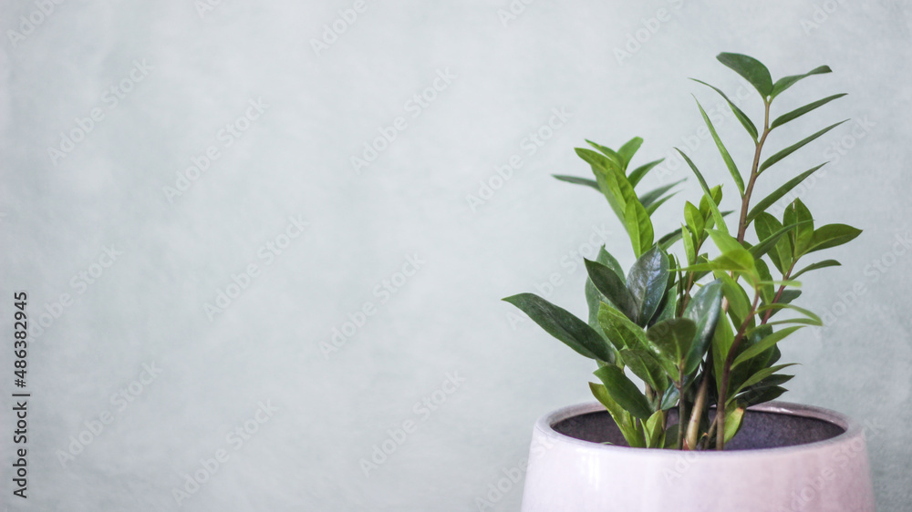 Indoor plants | ZZ Plant cast iron variegated Begonia mother in law tongue snake plant devil ivy Indoor plants | ZZ Plant cast iron variegated Begonia mother in law tongue snake plant devil ivy