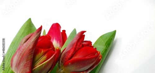 Fresh spring flowers tulips. Beautiful bouquet of tulips. Bouquet of tulips isolated closeup. Blank for a postcard with flowers.