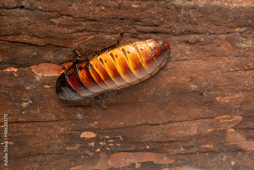 big tropical cockroach Female of Gromphadorhina portentosa , one of the largest species of cockroach. They are native to the island of Madagascar. High quality photo photo