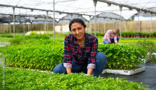 Portrait of smiling peruvian woman working in greenhouse  checking young tomato seedlings