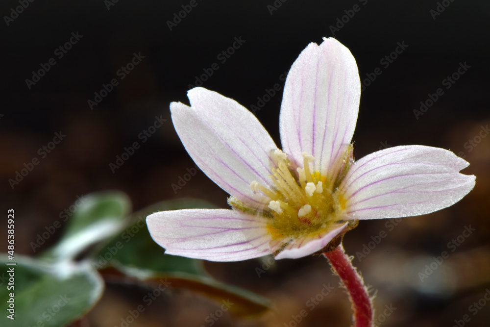 Redwood Clover Flower 03 Redwood Clover Flower 03
