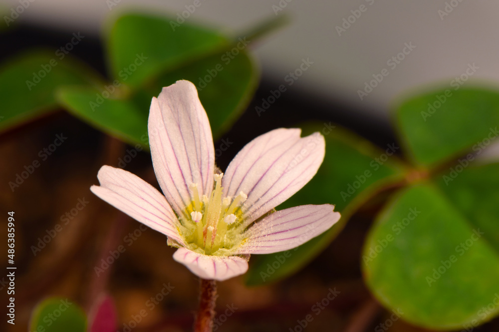 Fototapeta premium Redwood Sorrel Clover 01