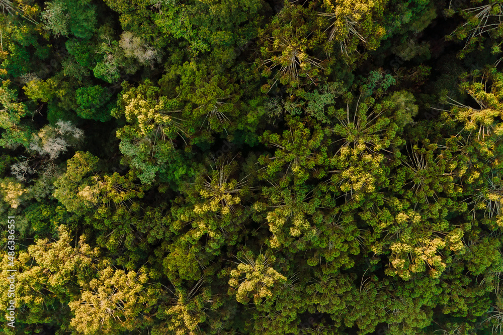 Tree crowns of trees in Urubici, Brazil. Aerial view Tree crowns of trees in Urubici, Brazil. Aerial view